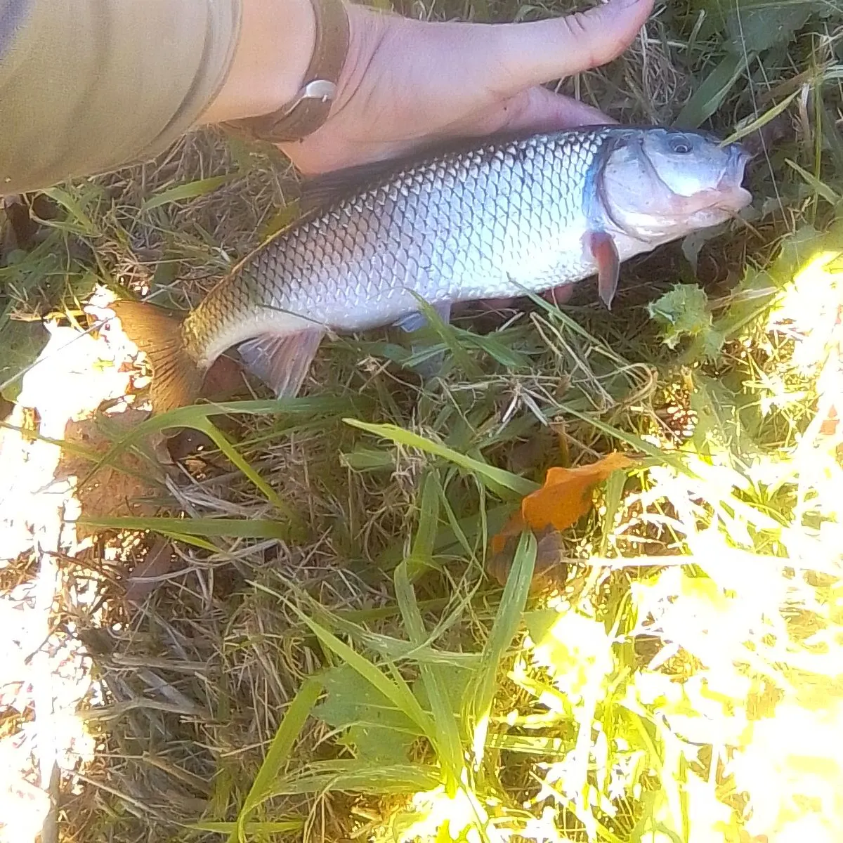 Fallfish caught on Fishbrain