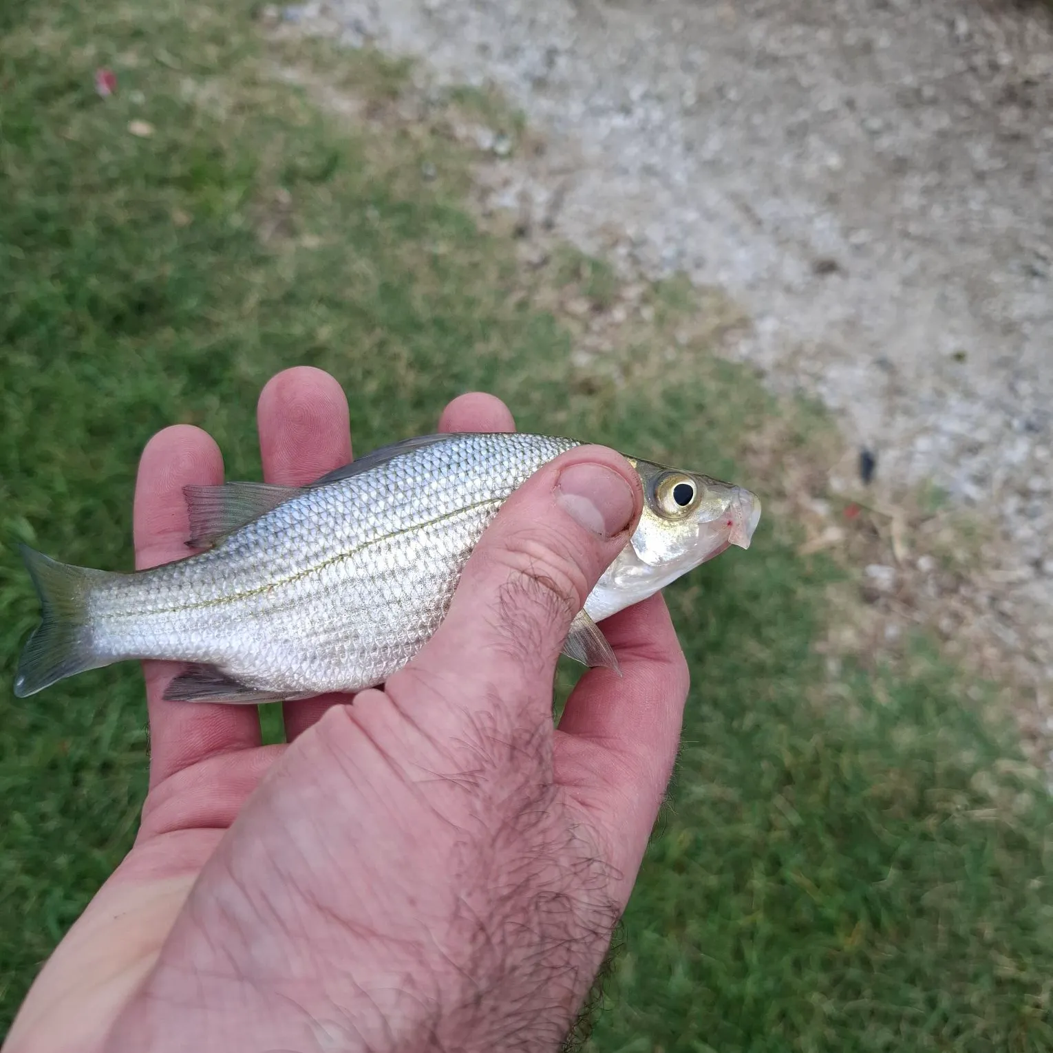 The most recent White perch catches on Fishbrain