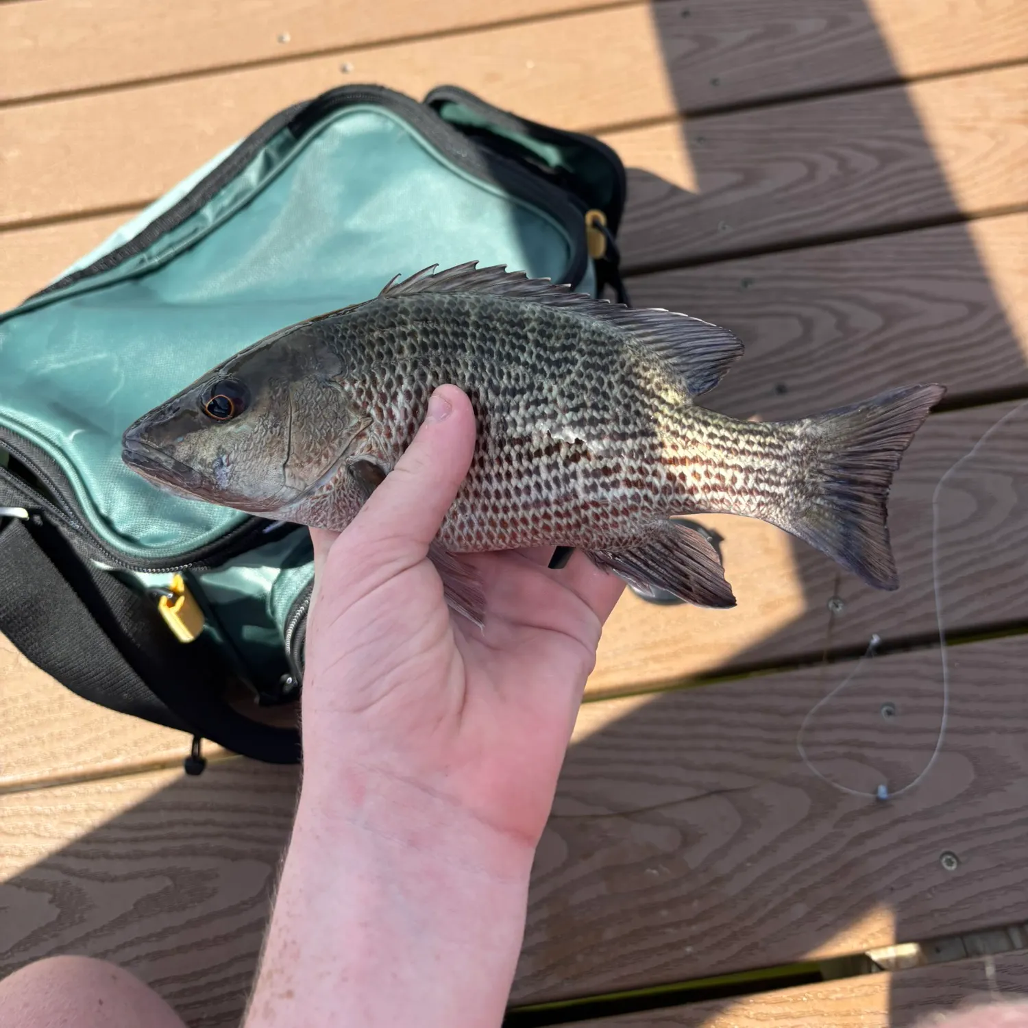 Mangrove snapper caught on Fishbrain