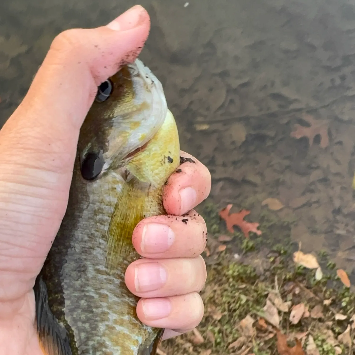 Greengill hybrid caught on Fishbrain