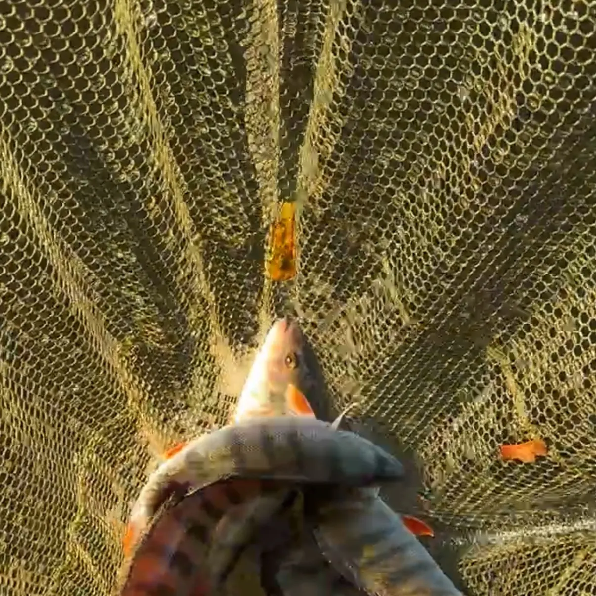 European perch caught on Fishbrain