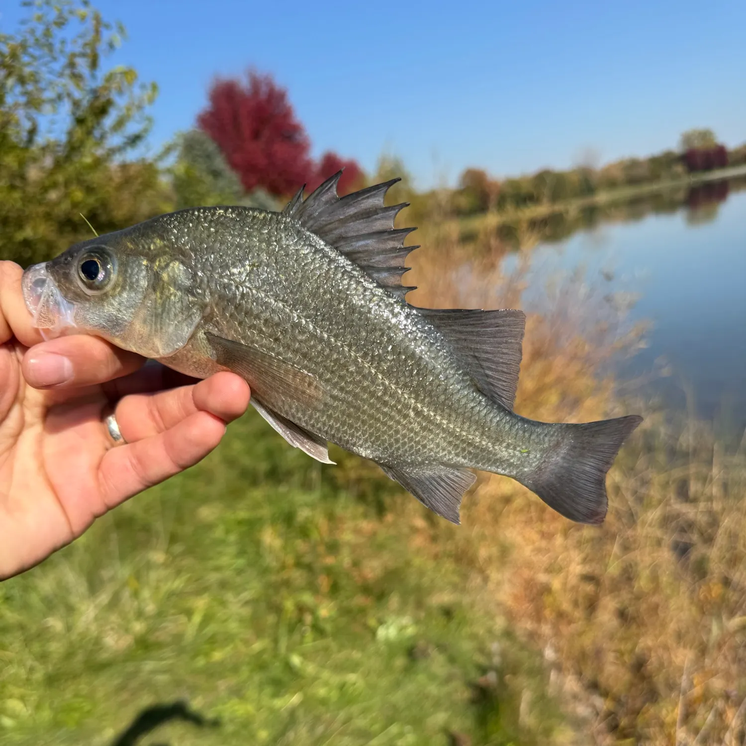 White perch caught on Fishbrain