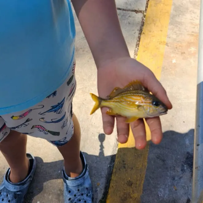 The most recent Lane snapper catches on Fishbrain