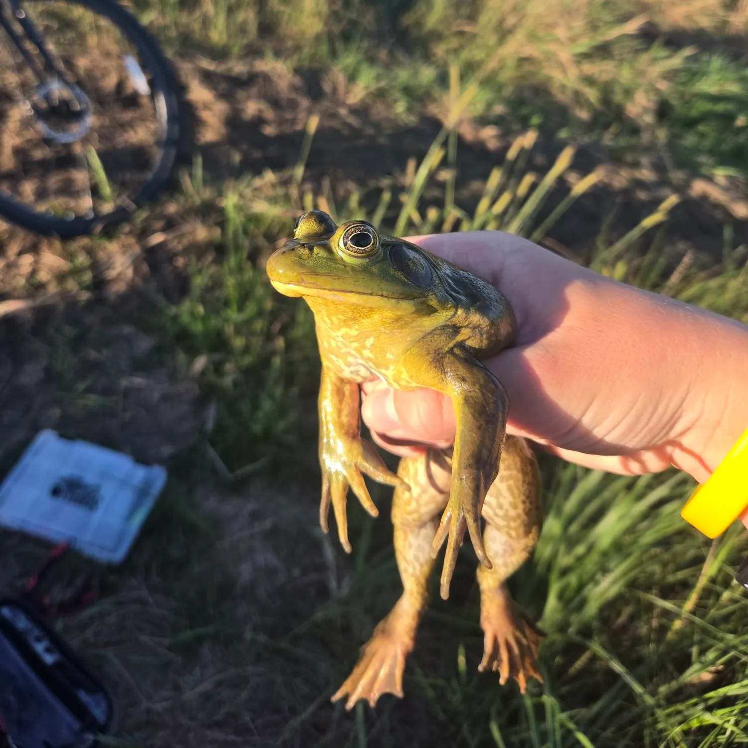 The most recent American bullfrog catches on Fishbrain