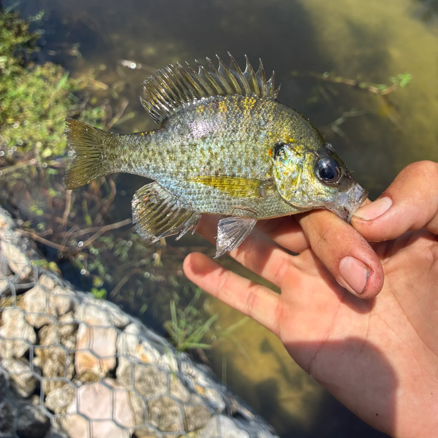 Bluegill caught on Fishbrain