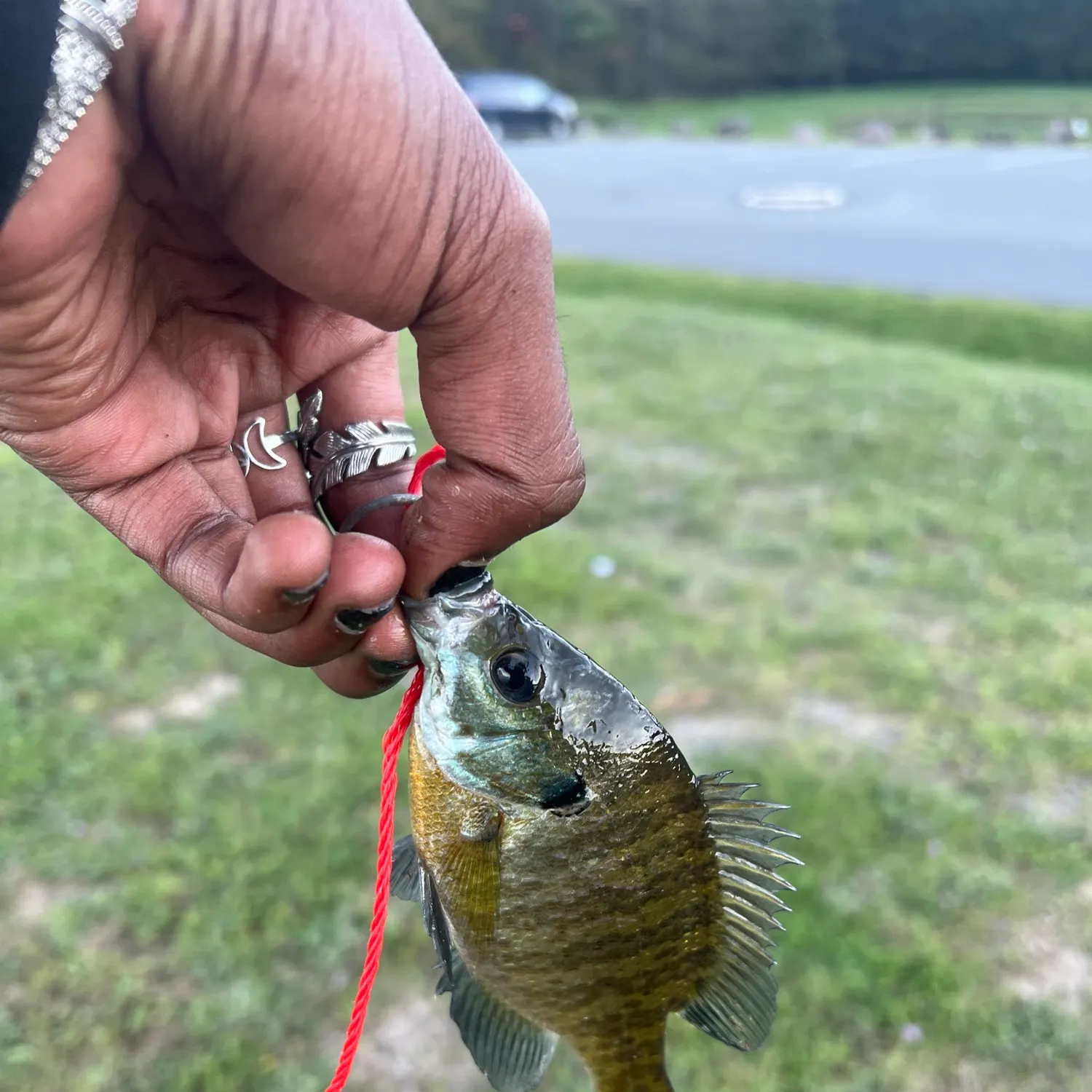 Bluegill caught on Fishbrain