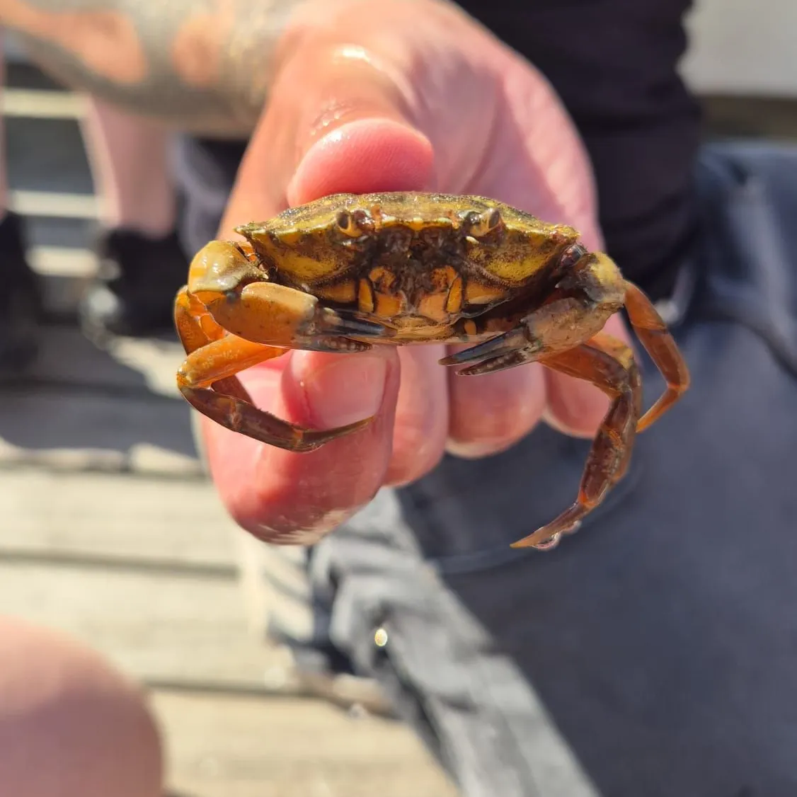 The most recent Yellow rock crab catches on Fishbrain