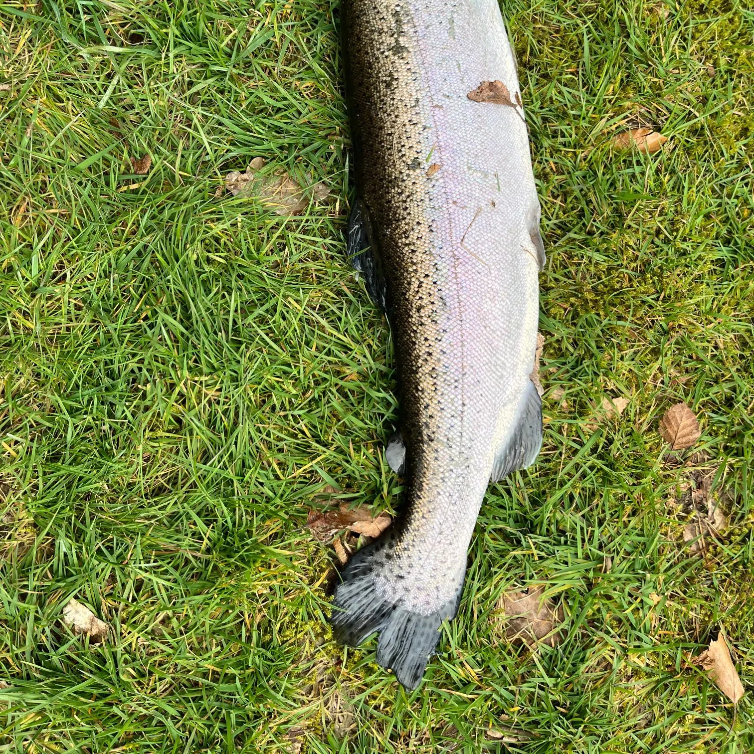 Fish caught on Fishbrain