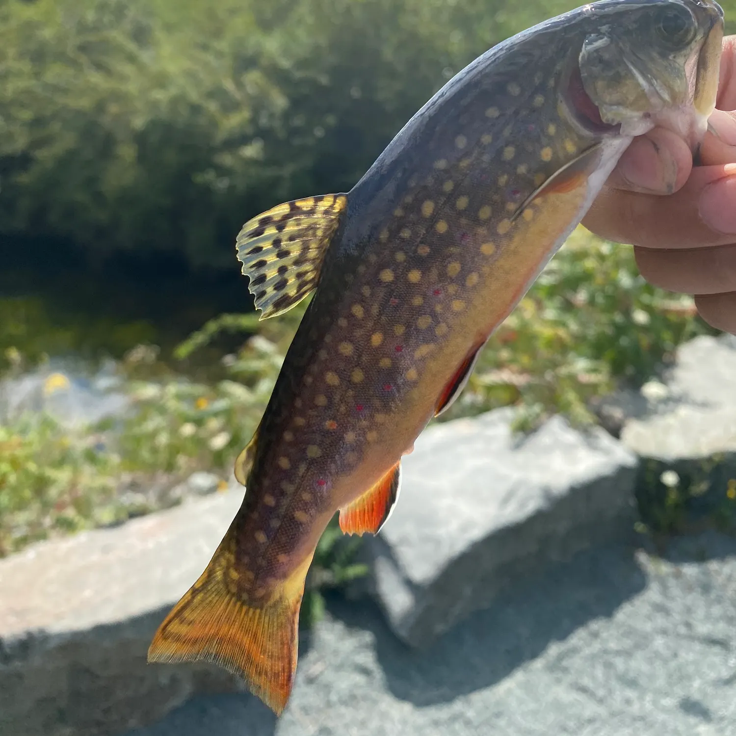 Brook trout caught on Fishbrain