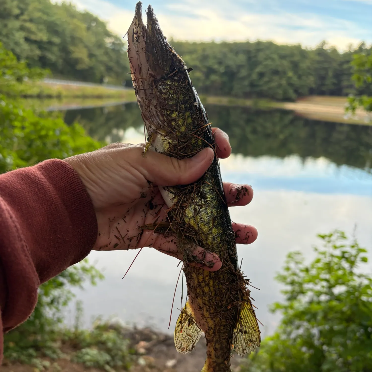 Chain pickerel caught on Fishbrain