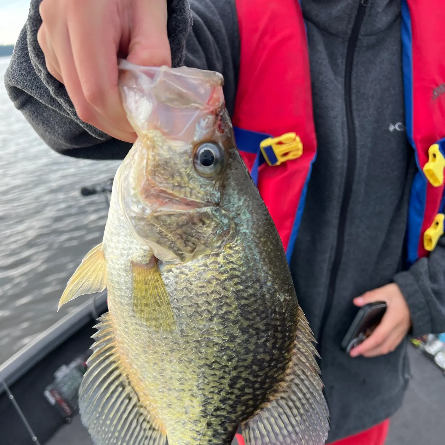 Black crappie caught on Fishbrain