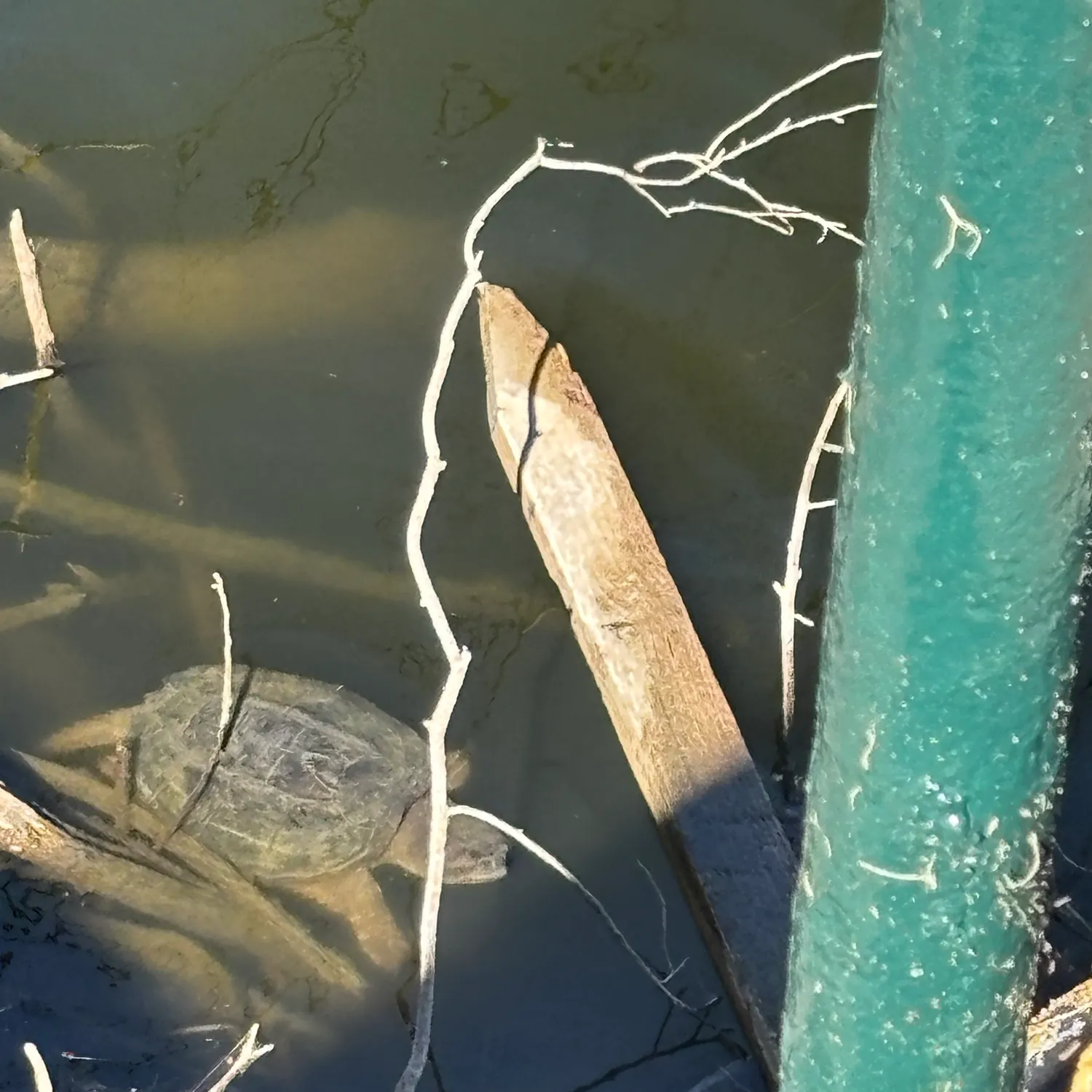Fish caught on Fishbrain