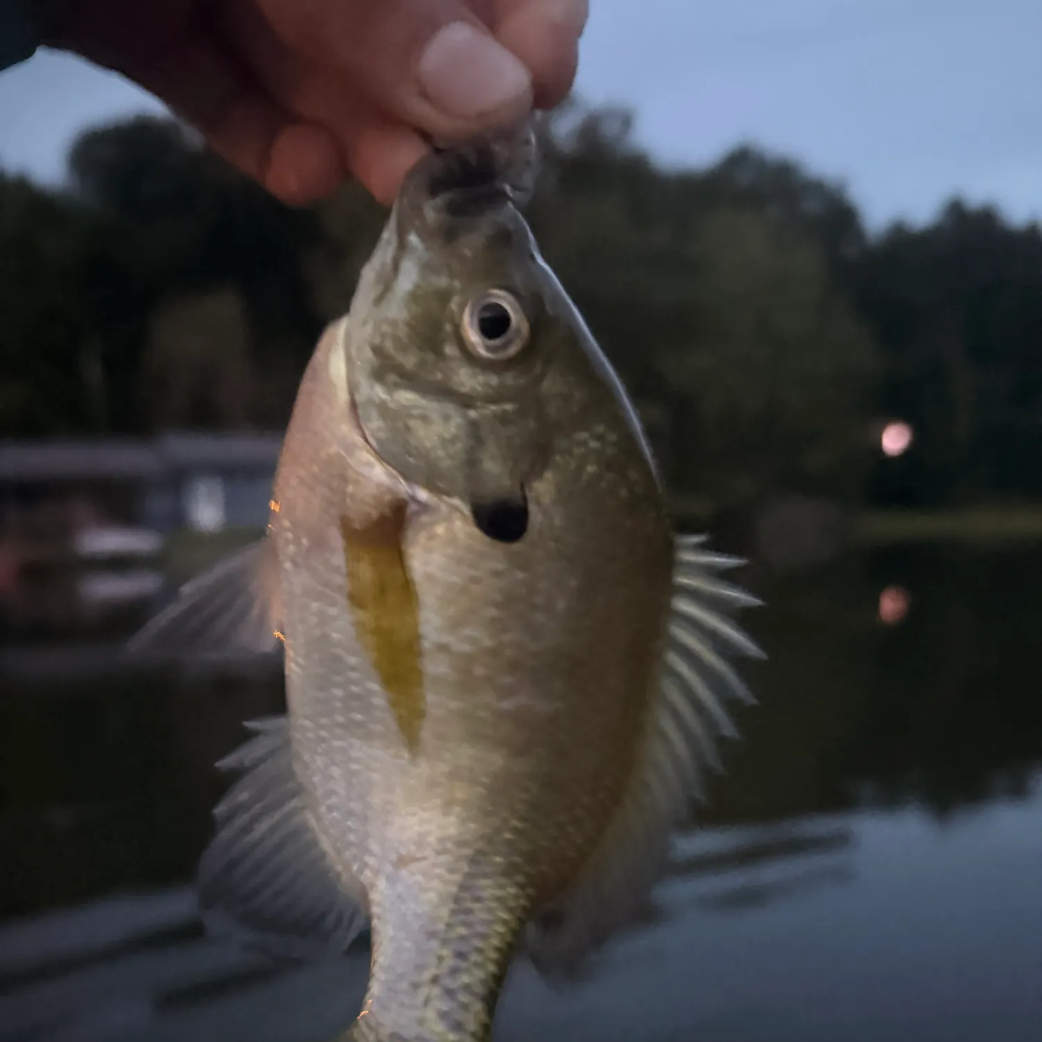Bluegill caught on Fishbrain