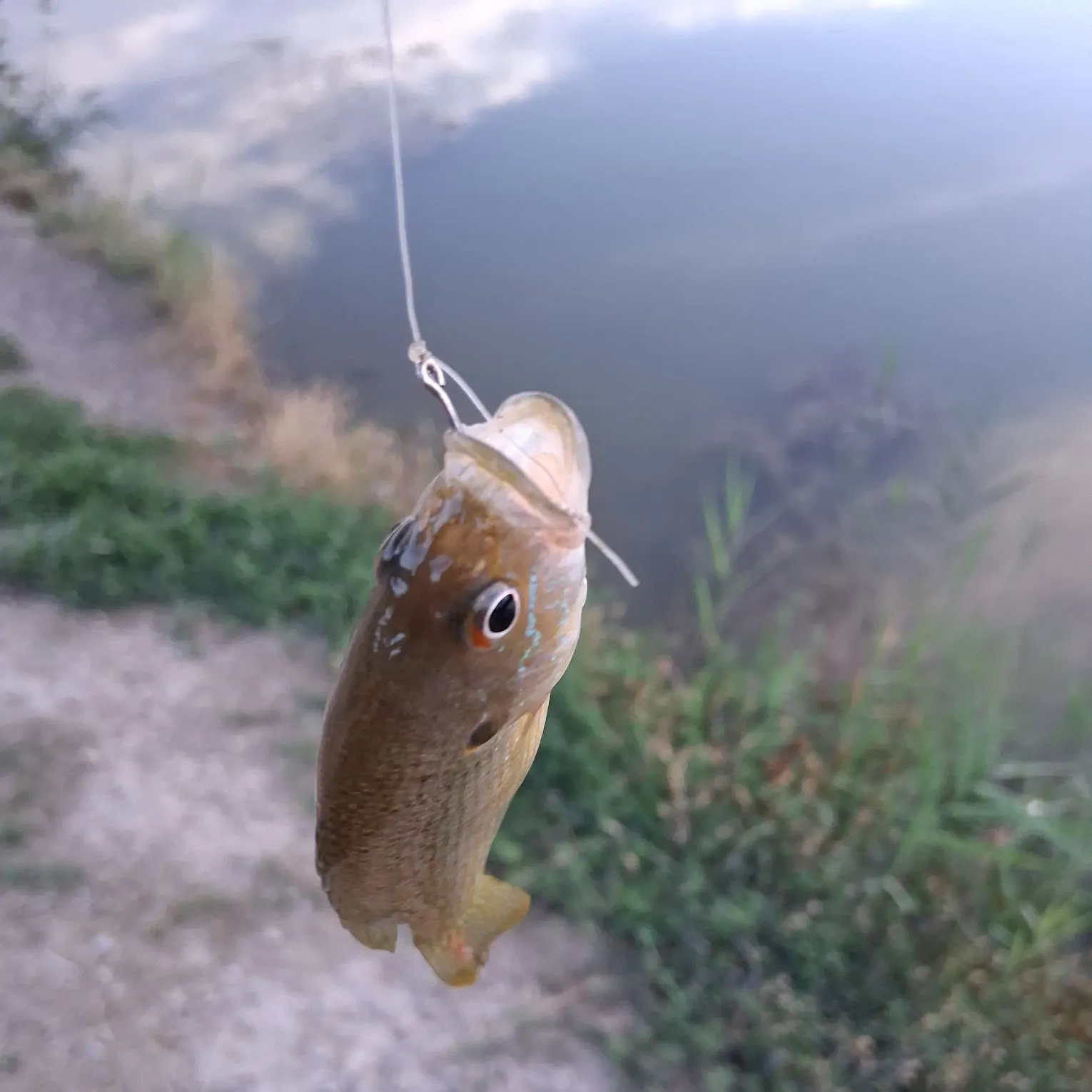 Green sunfish caught on Fishbrain