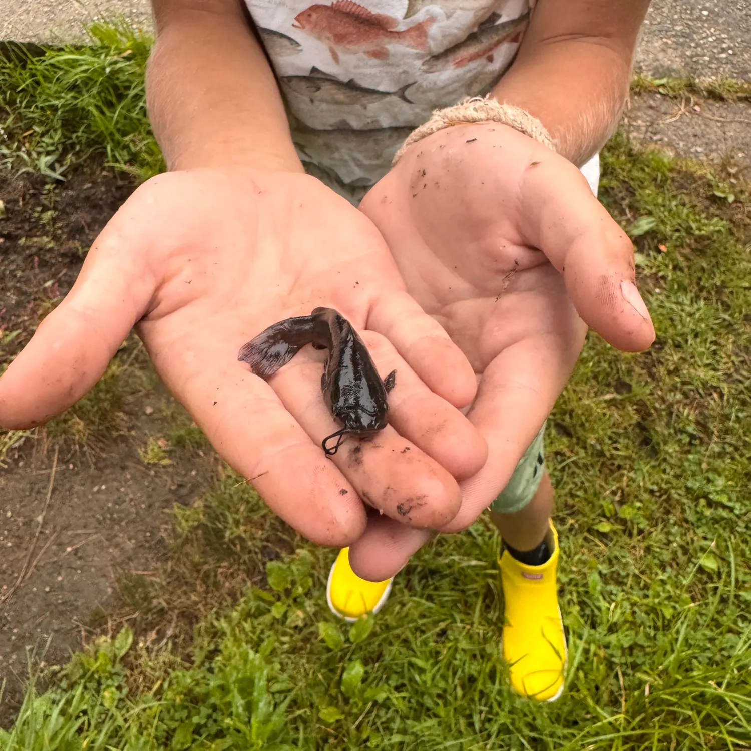Black bullhead caught on Fishbrain