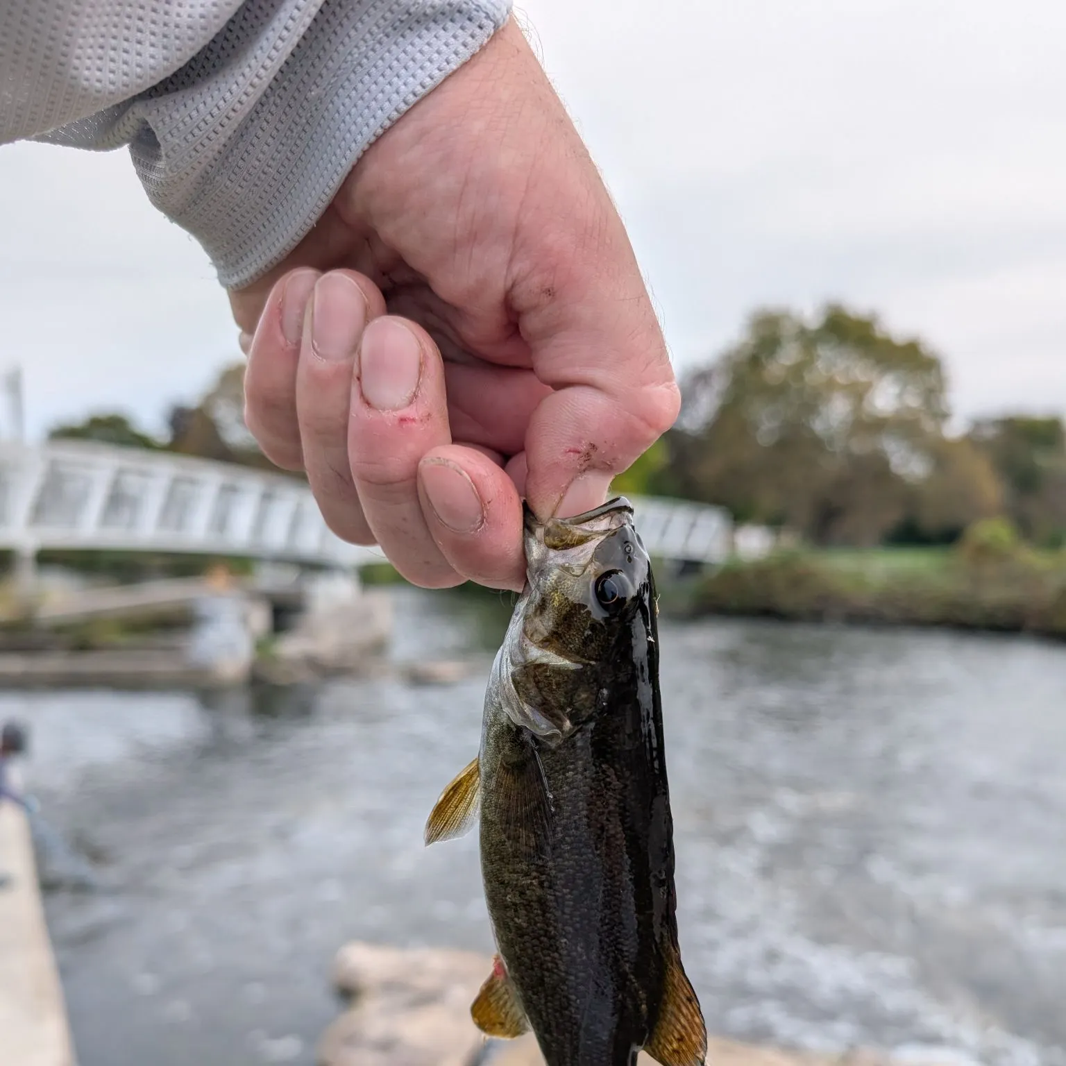 Smallmouth bass caught on Fishbrain