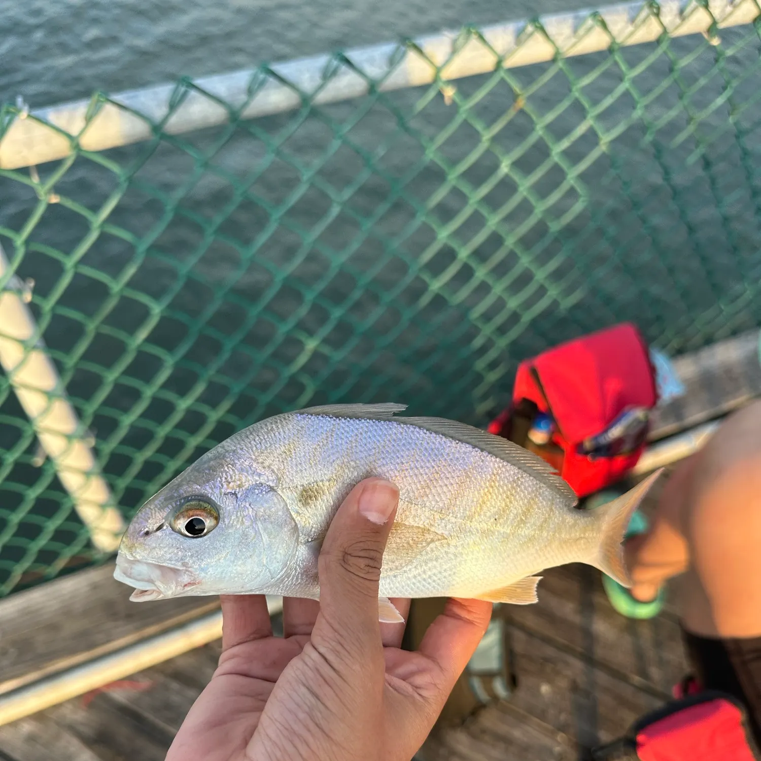 Spot croaker caught on Fishbrain