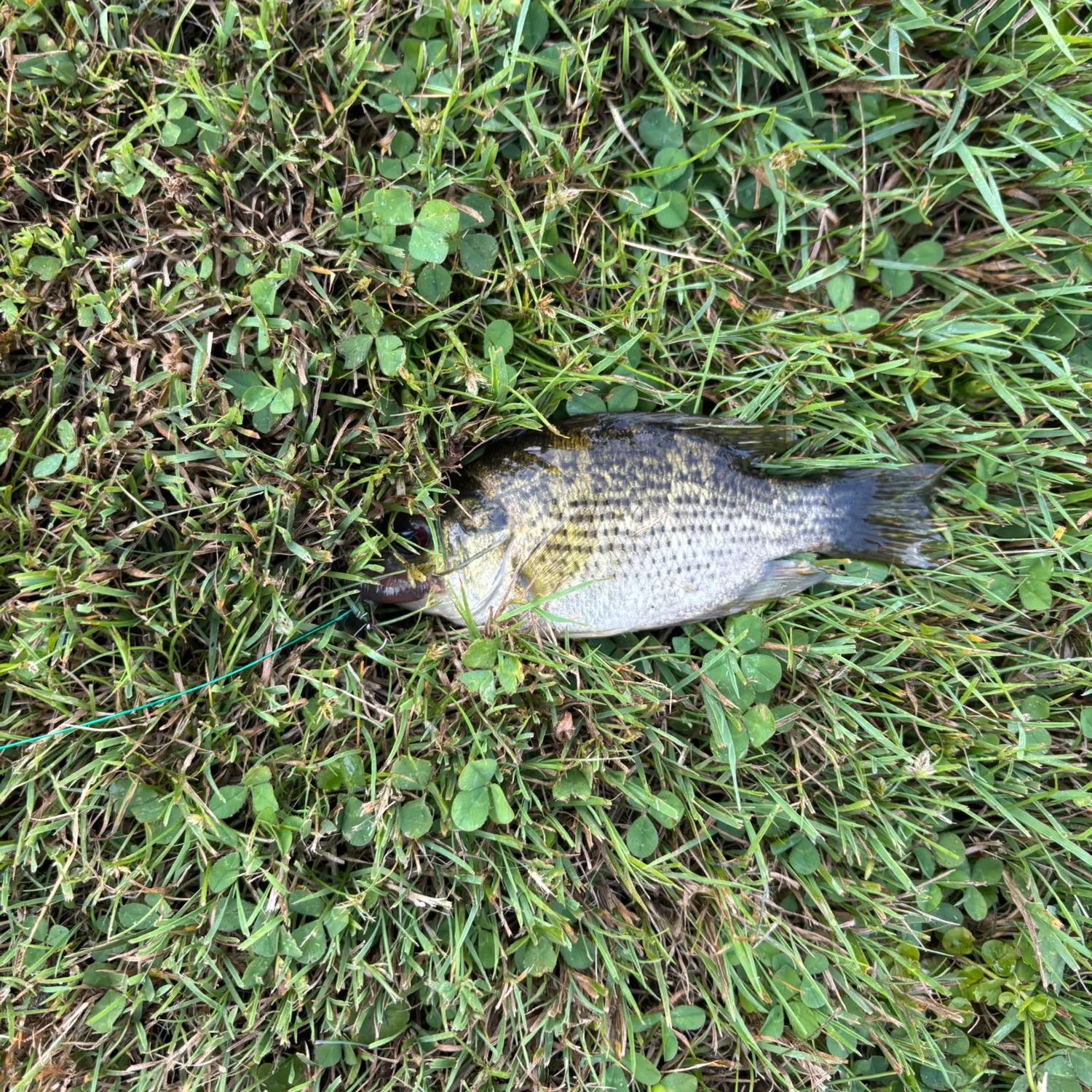 Rock bass caught on Fishbrain
