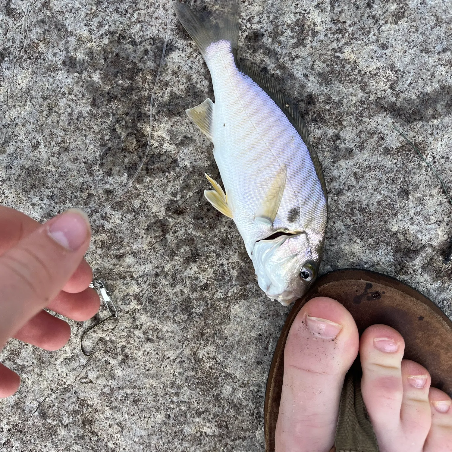 recently logged catches
