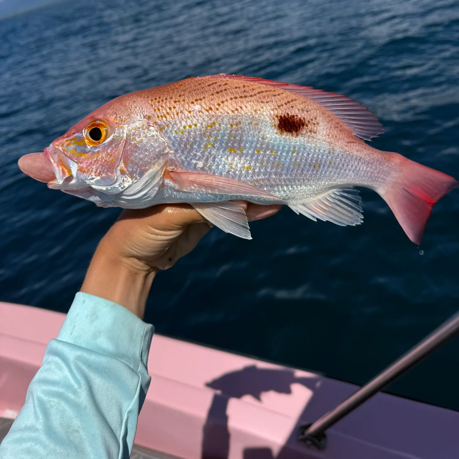 The most recent Spotted rose snapper catches on Fishbrain