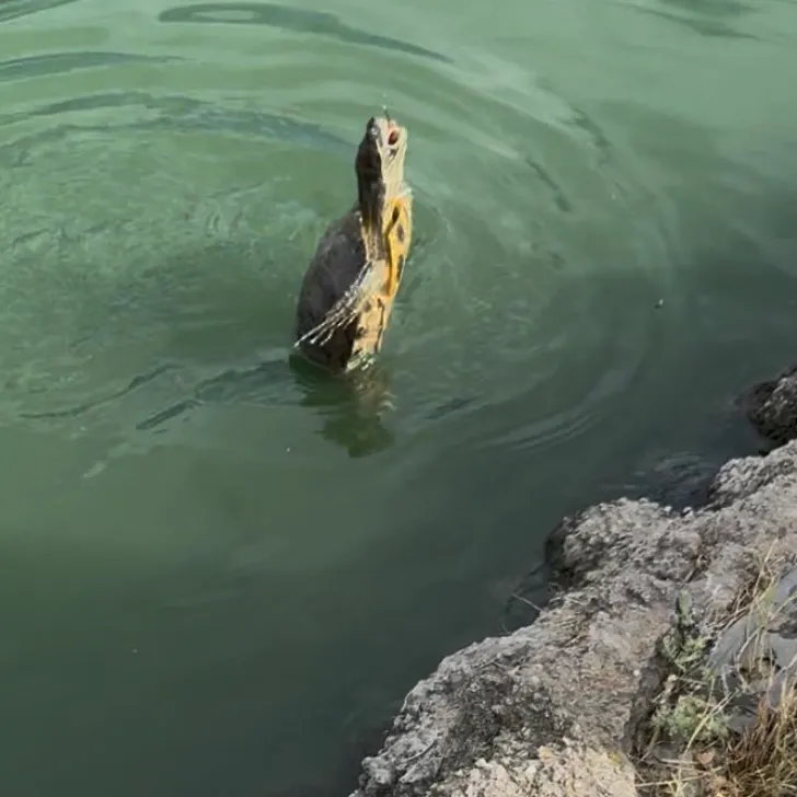 Pond slider turtle caught on Fishbrain