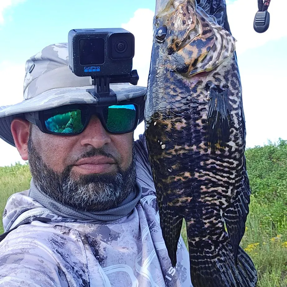 The most recent Jaguar cichlid catches on Fishbrain