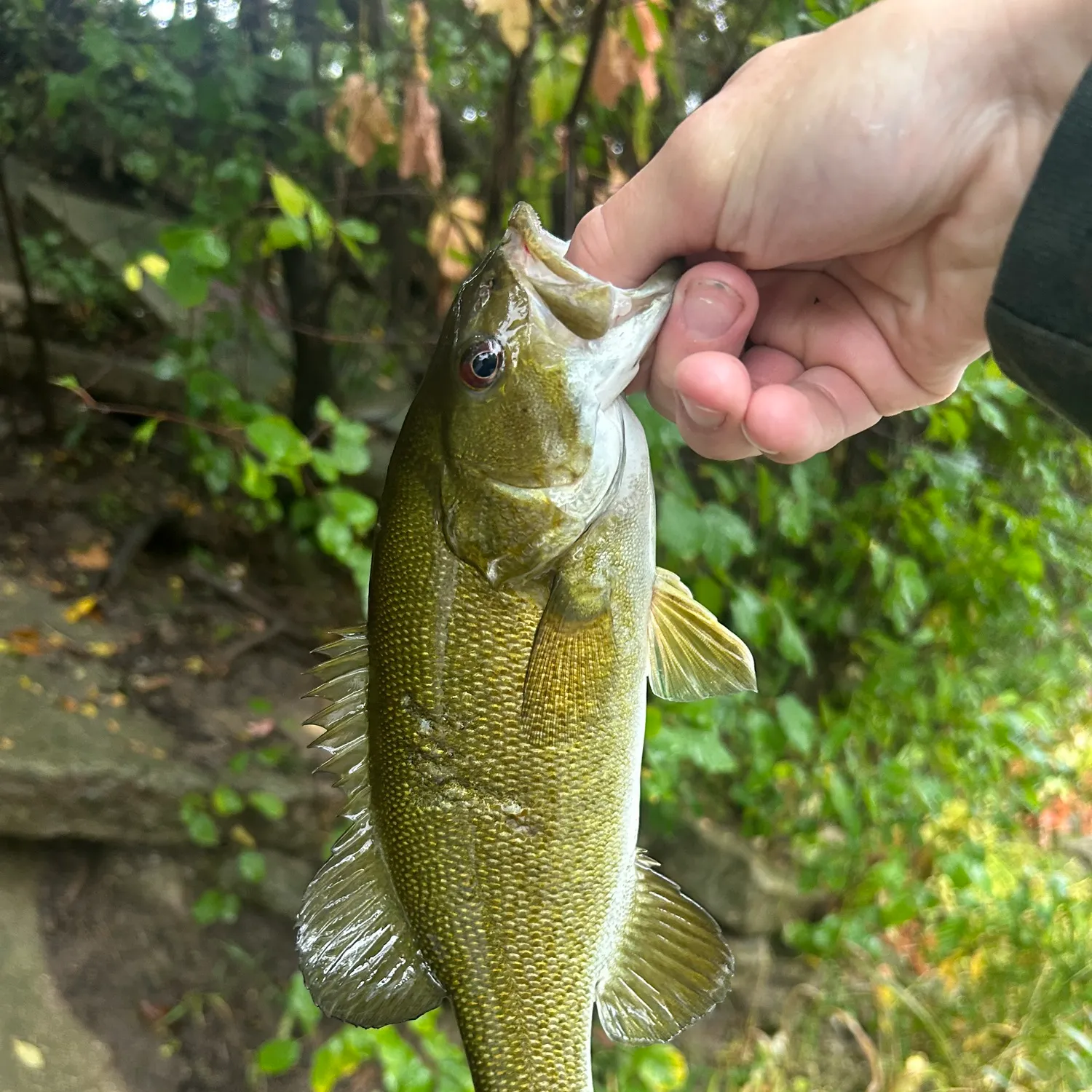 Smallmouth bass caught on Fishbrain