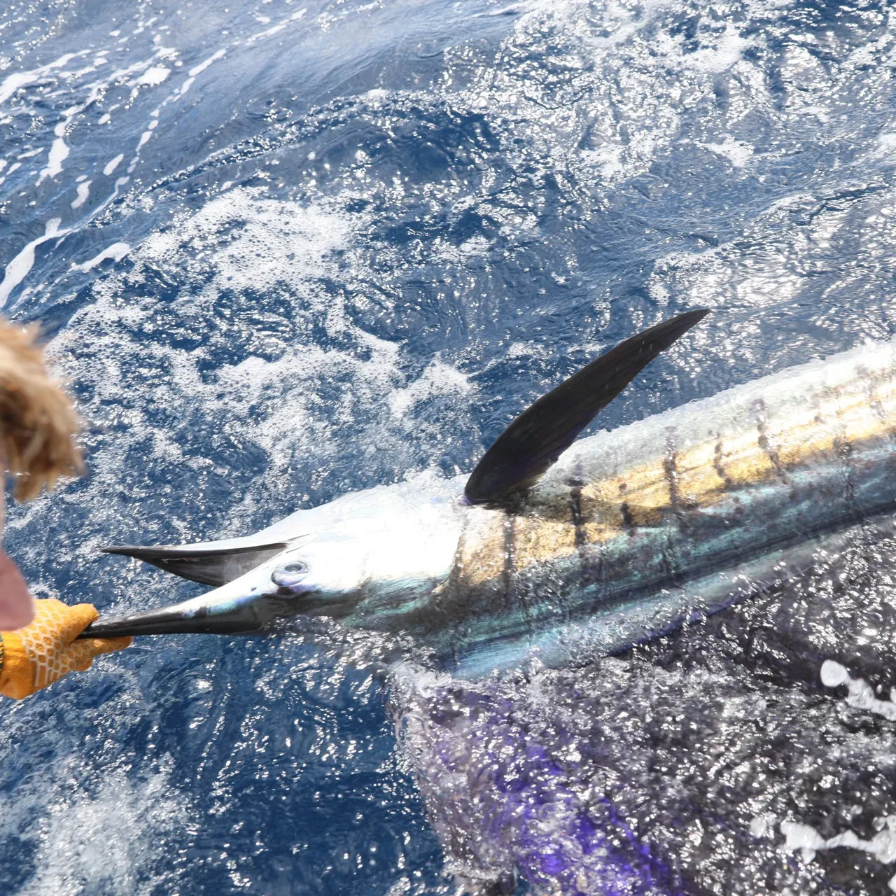 The most recent Indo-Pacific sailfish catches on Fishbrain