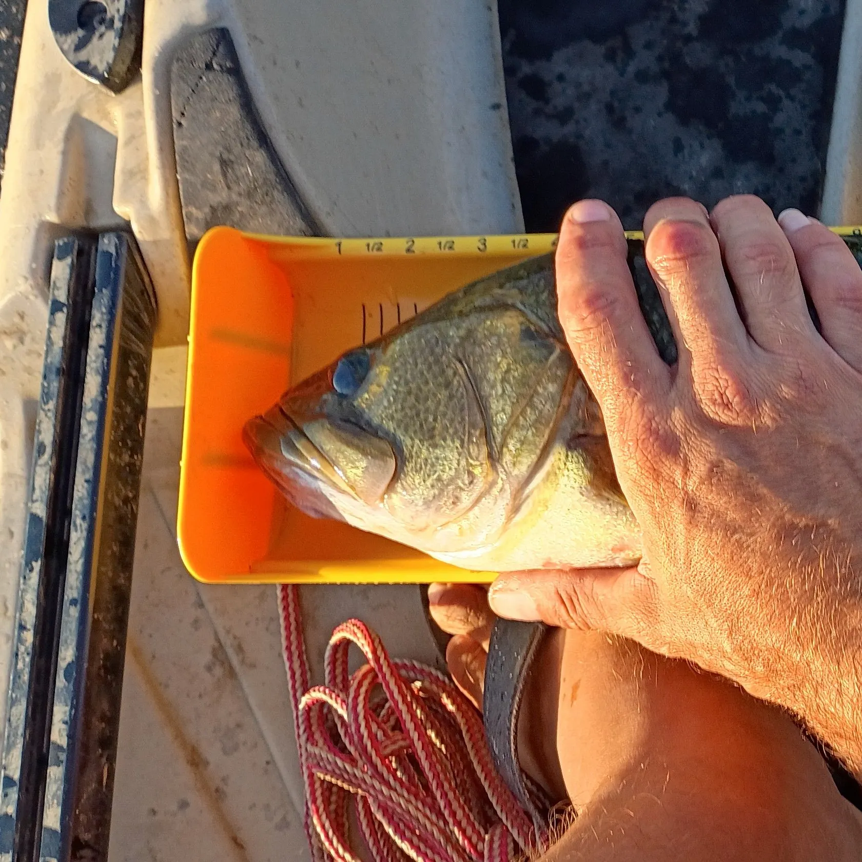 Largemouth bass caught on Fishbrain