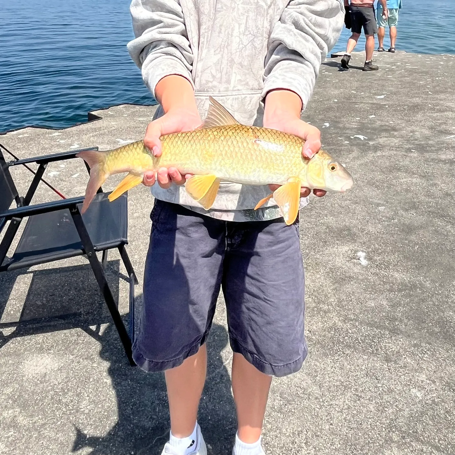 The most recent Shorthead redhorse catches on Fishbrain