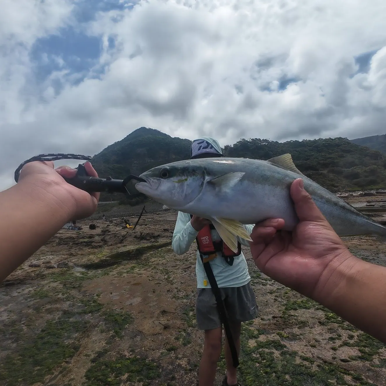 The most recent Southern yellowtail amberjack catches on Fishbrain