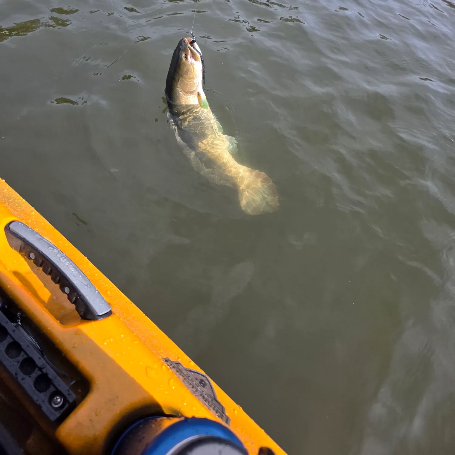 The most recent Eyetail bowfin catches on Fishbrain
