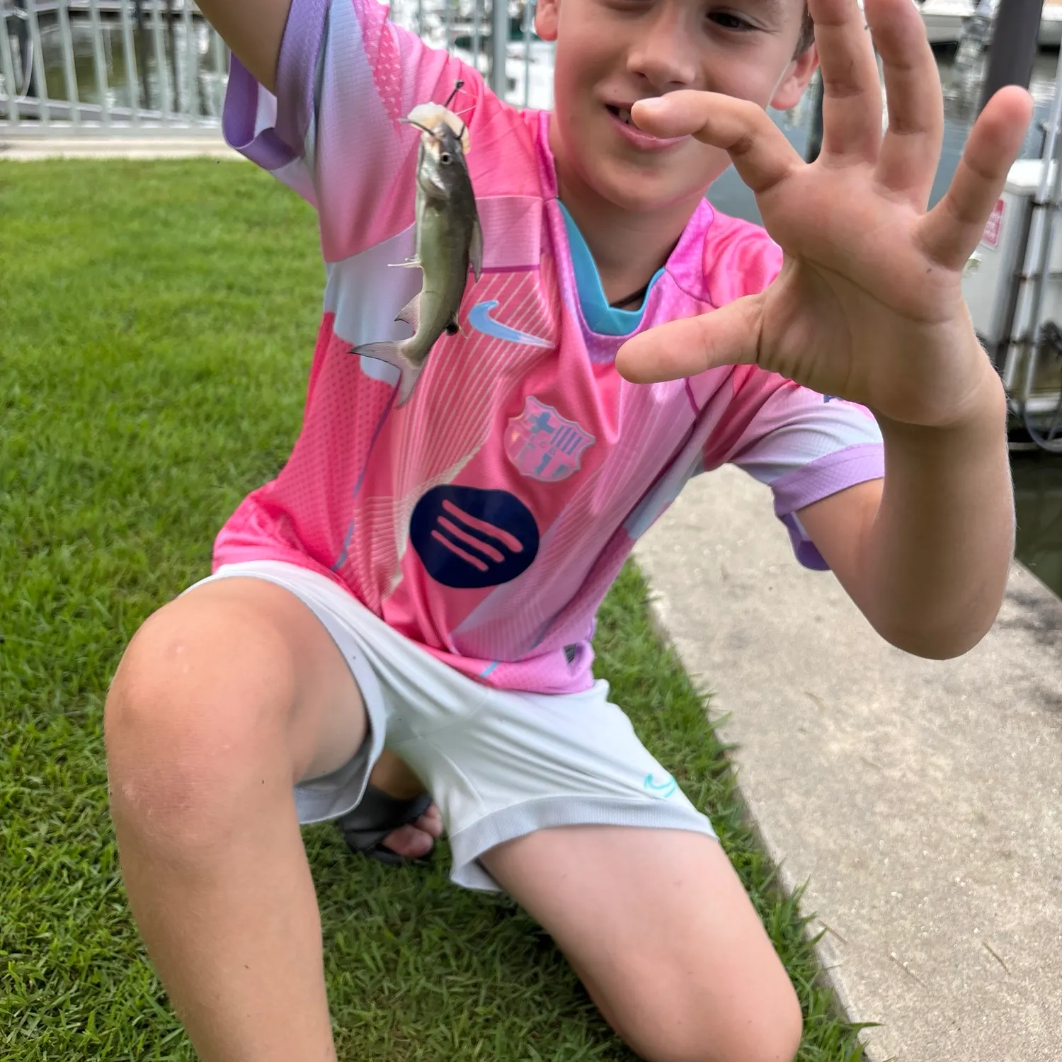 Gafftopsail sea catfish caught on Fishbrain