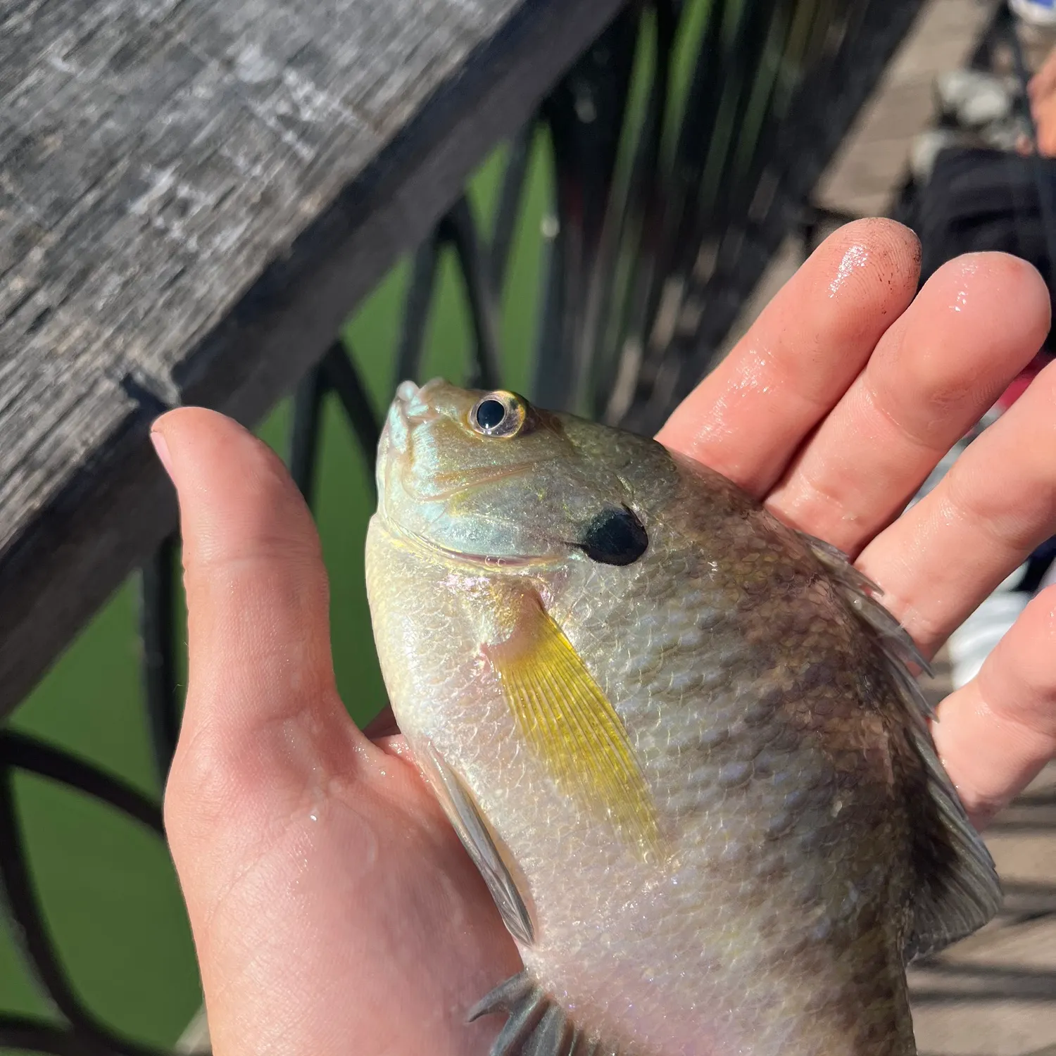 Bluegill caught on Fishbrain