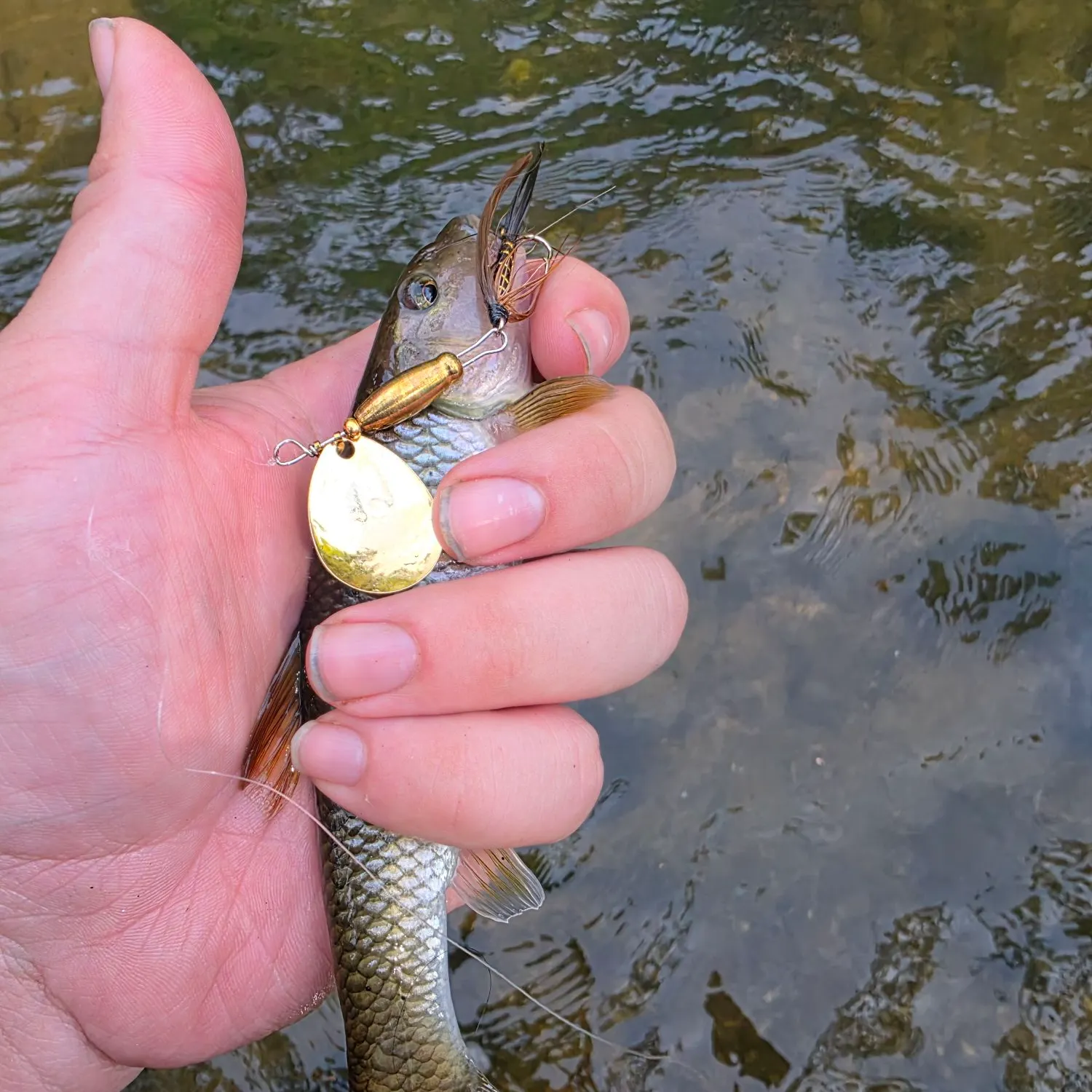 The most recent River chub catches on Fishbrain