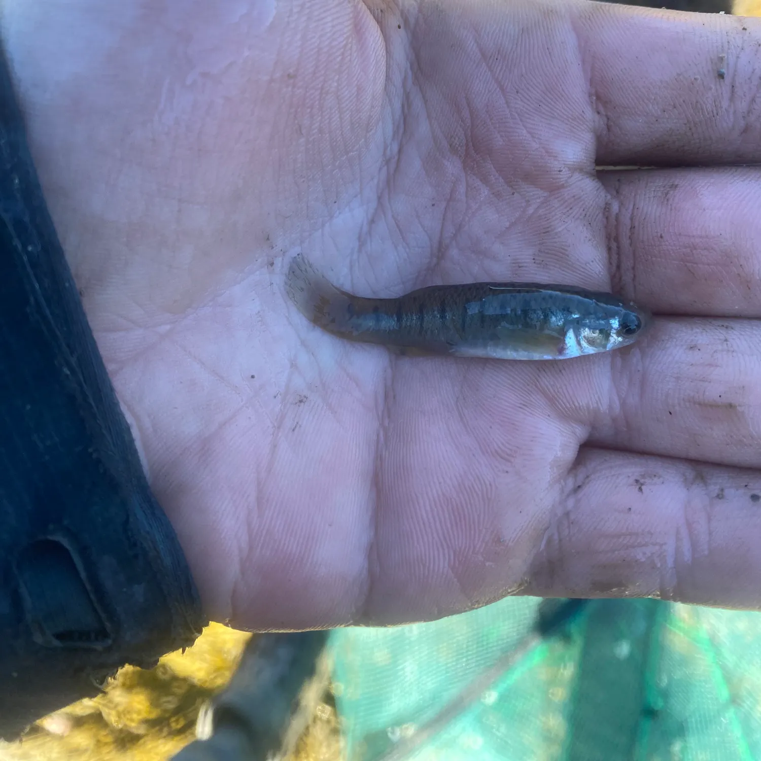 Mummichog caught on Fishbrain