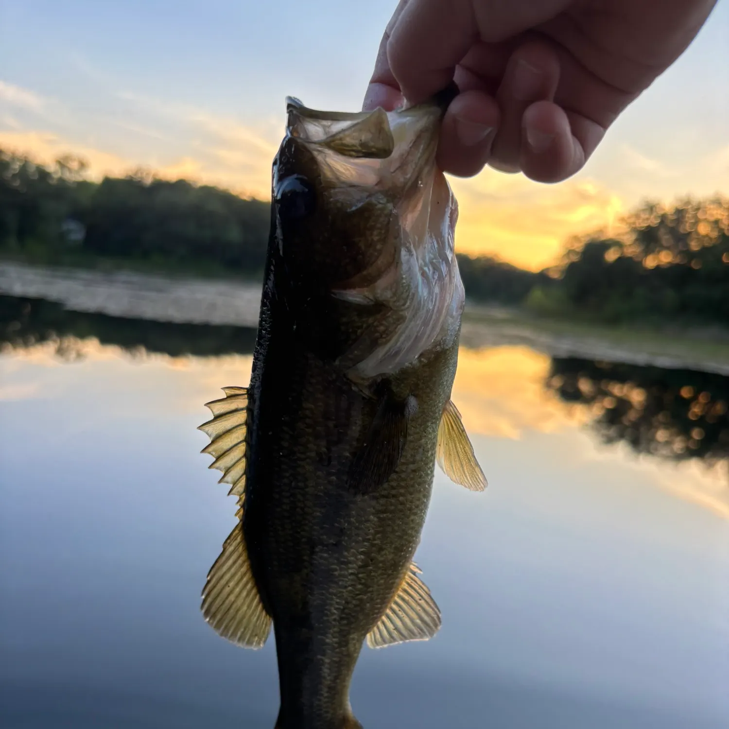 Largemouth bass caught on Fishbrain
