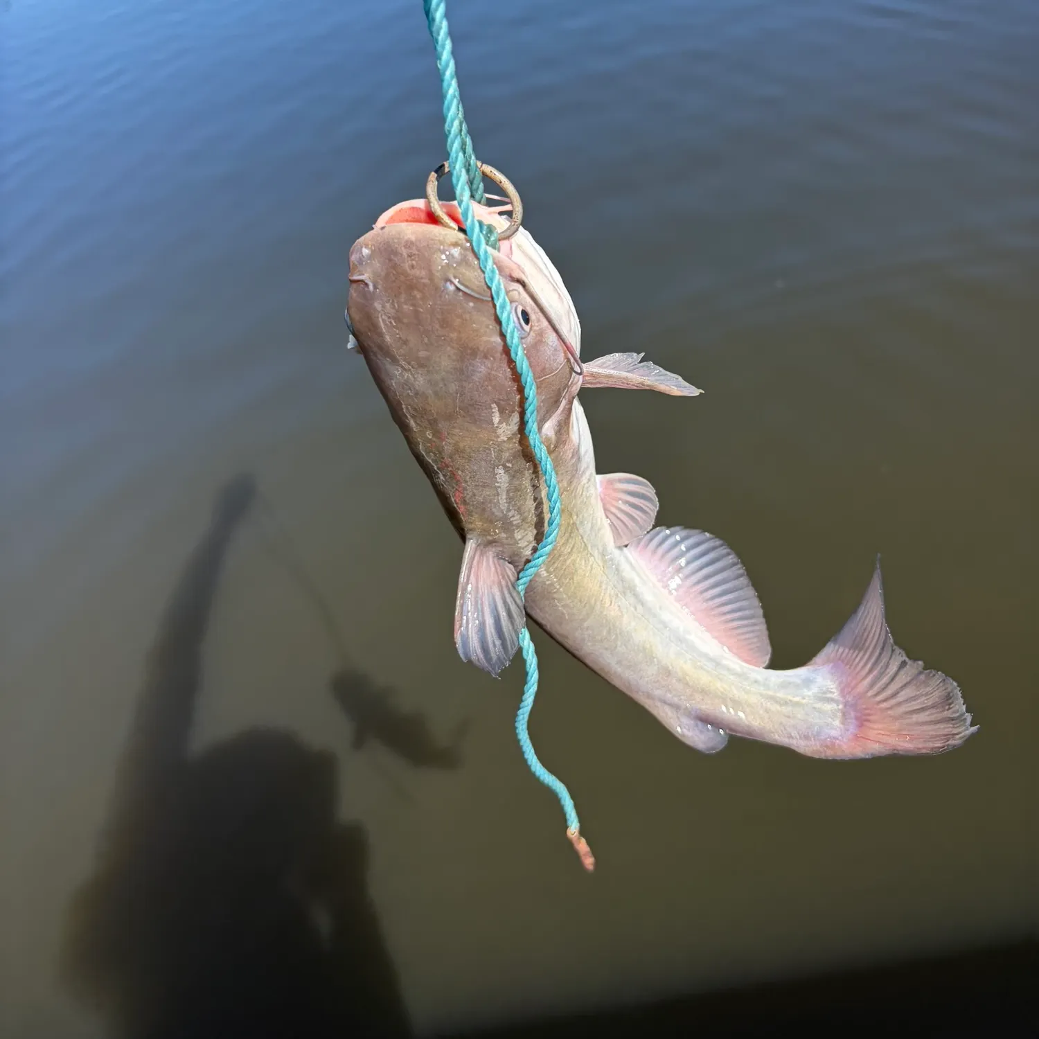 Channel catfish caught on Fishbrain