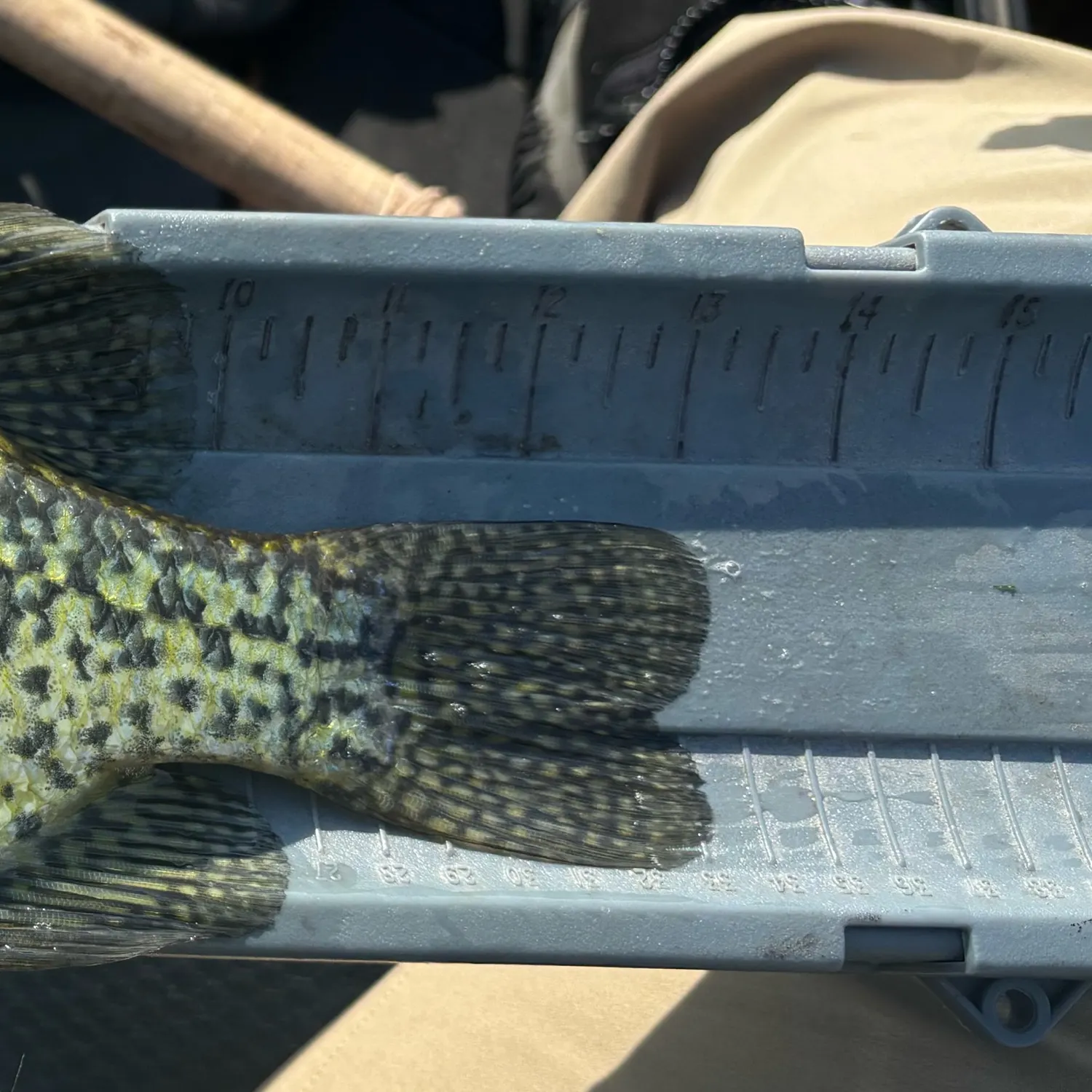 Black crappie caught on Fishbrain