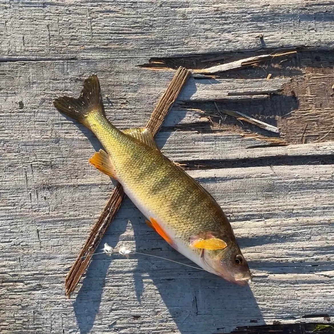 Yellow perch caught on Fishbrain