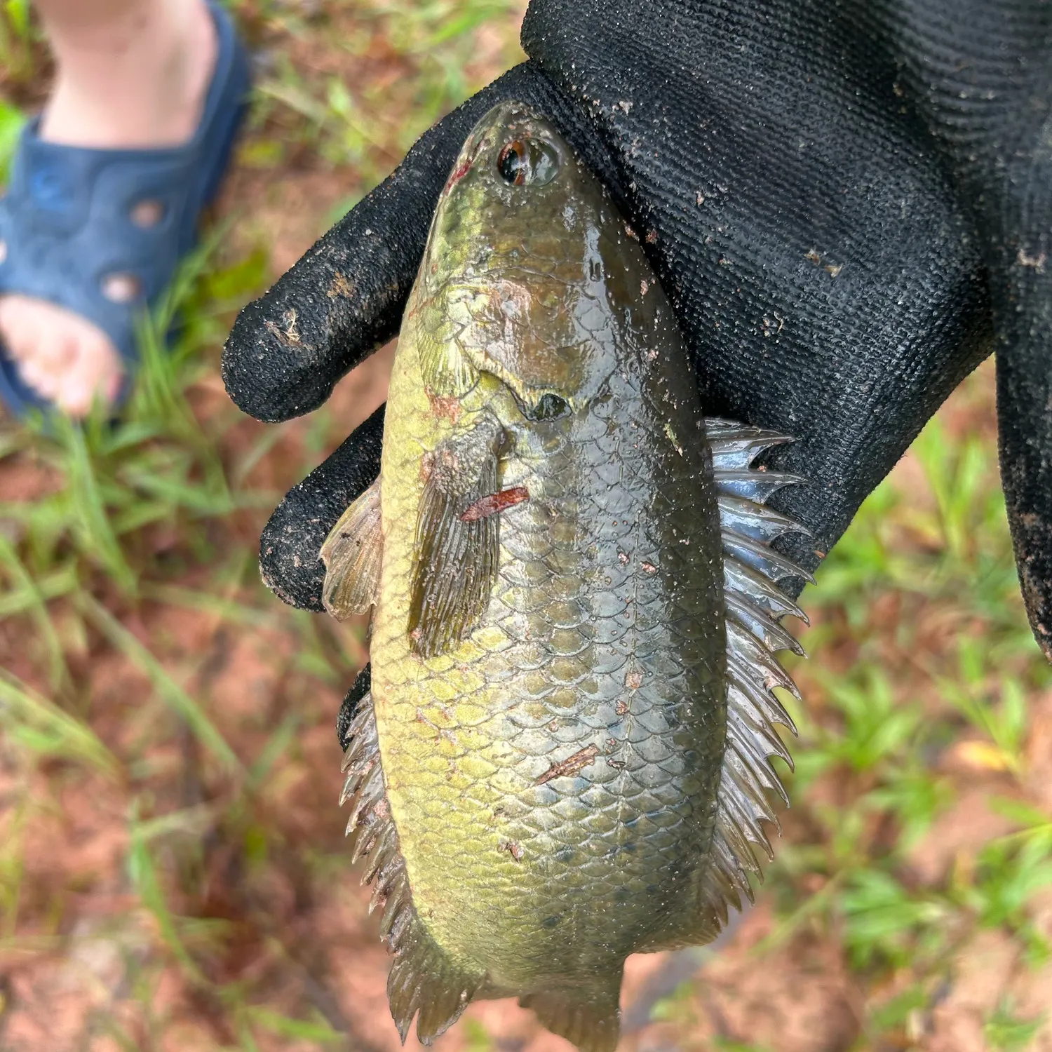 The most recent Climbing perch catches on Fishbrain