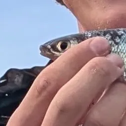 The most recent Threespot leporinus catches on Fishbrain