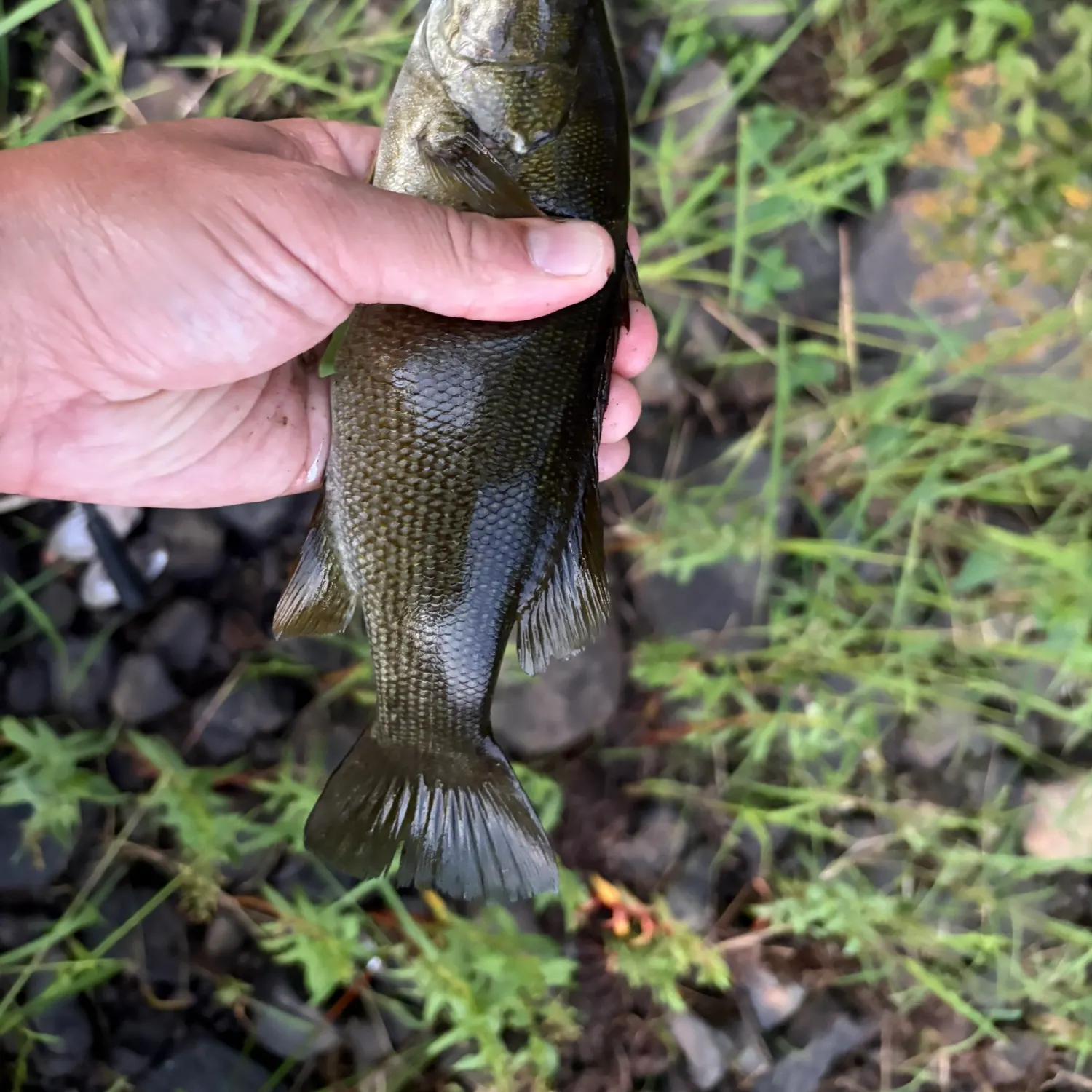 Smallmouth bass caught on Fishbrain