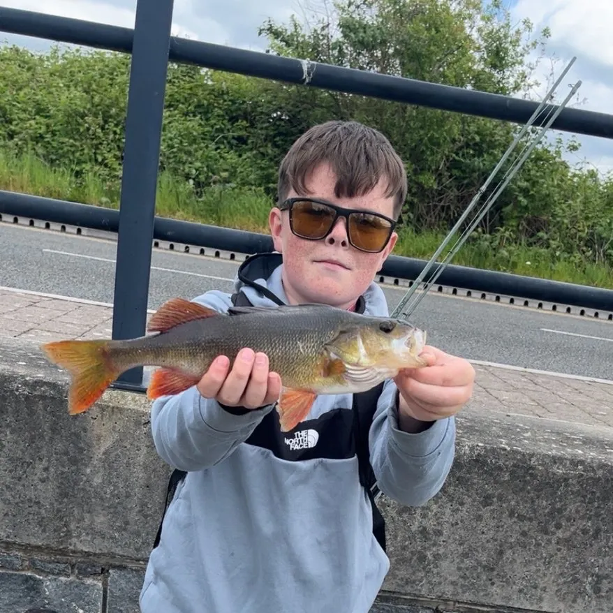 European perch caught on Fishbrain