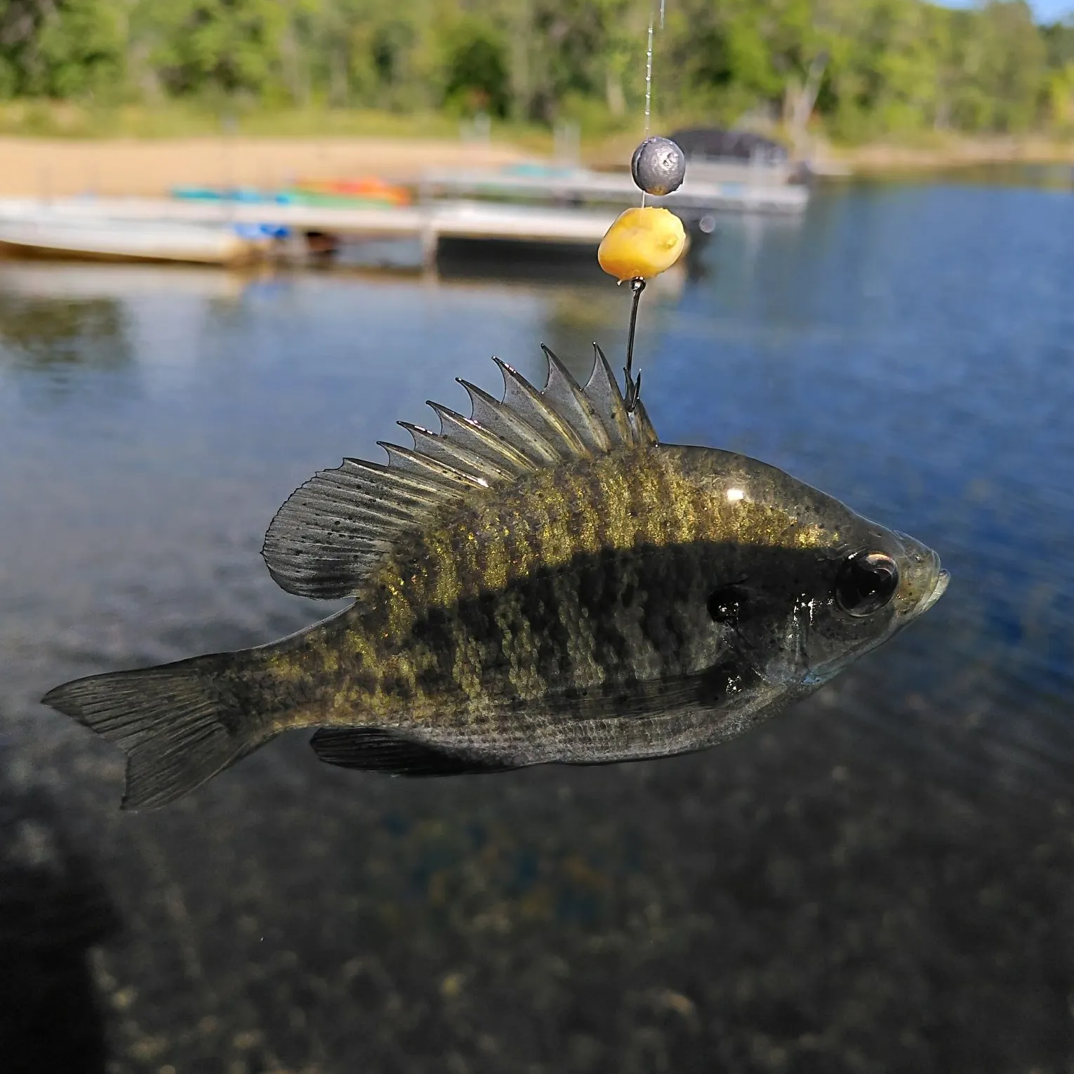 Bluegill caught on Fishbrain