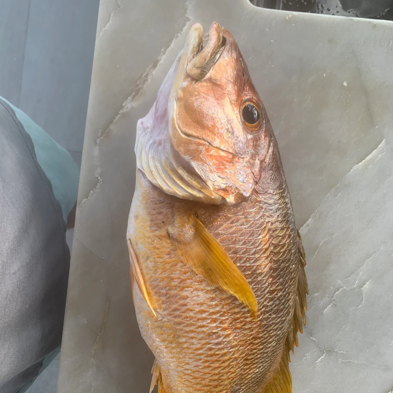 The most recent Cubera snapper catches on Fishbrain