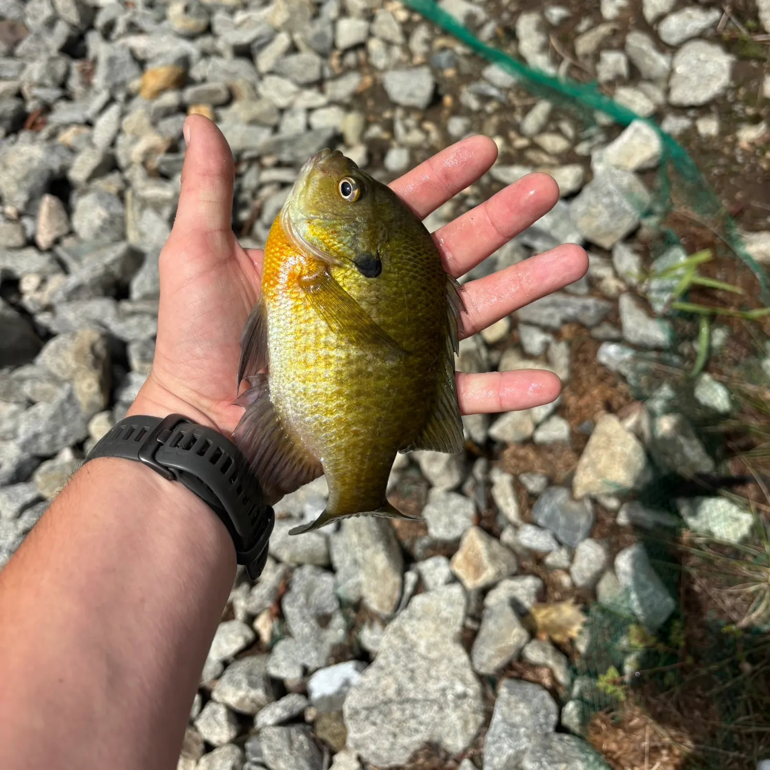 Bluegill caught on Fishbrain
