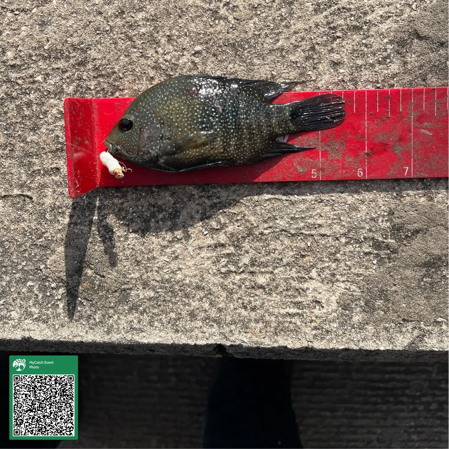 The most recent Rio Grande cichlid catches on Fishbrain