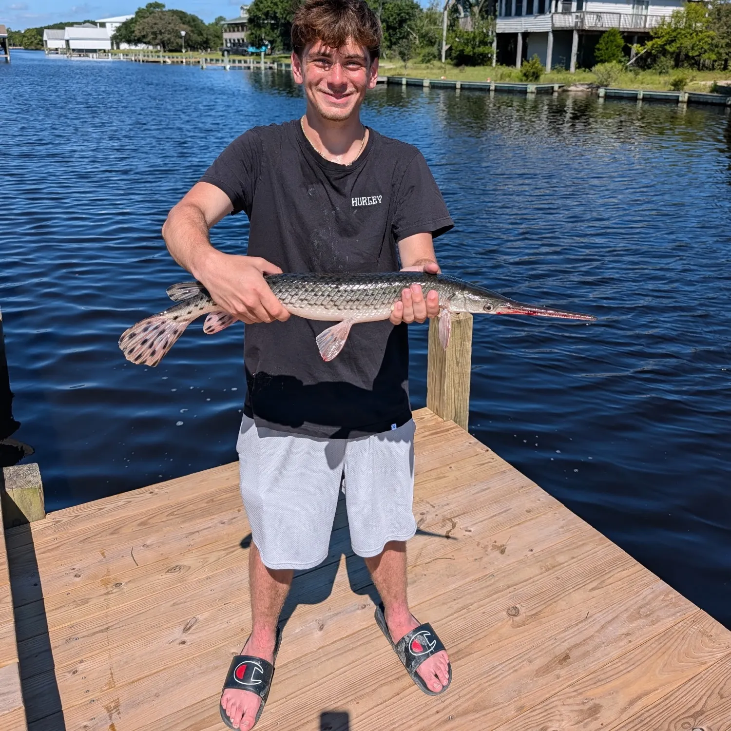 Longnose gar caught on Fishbrain