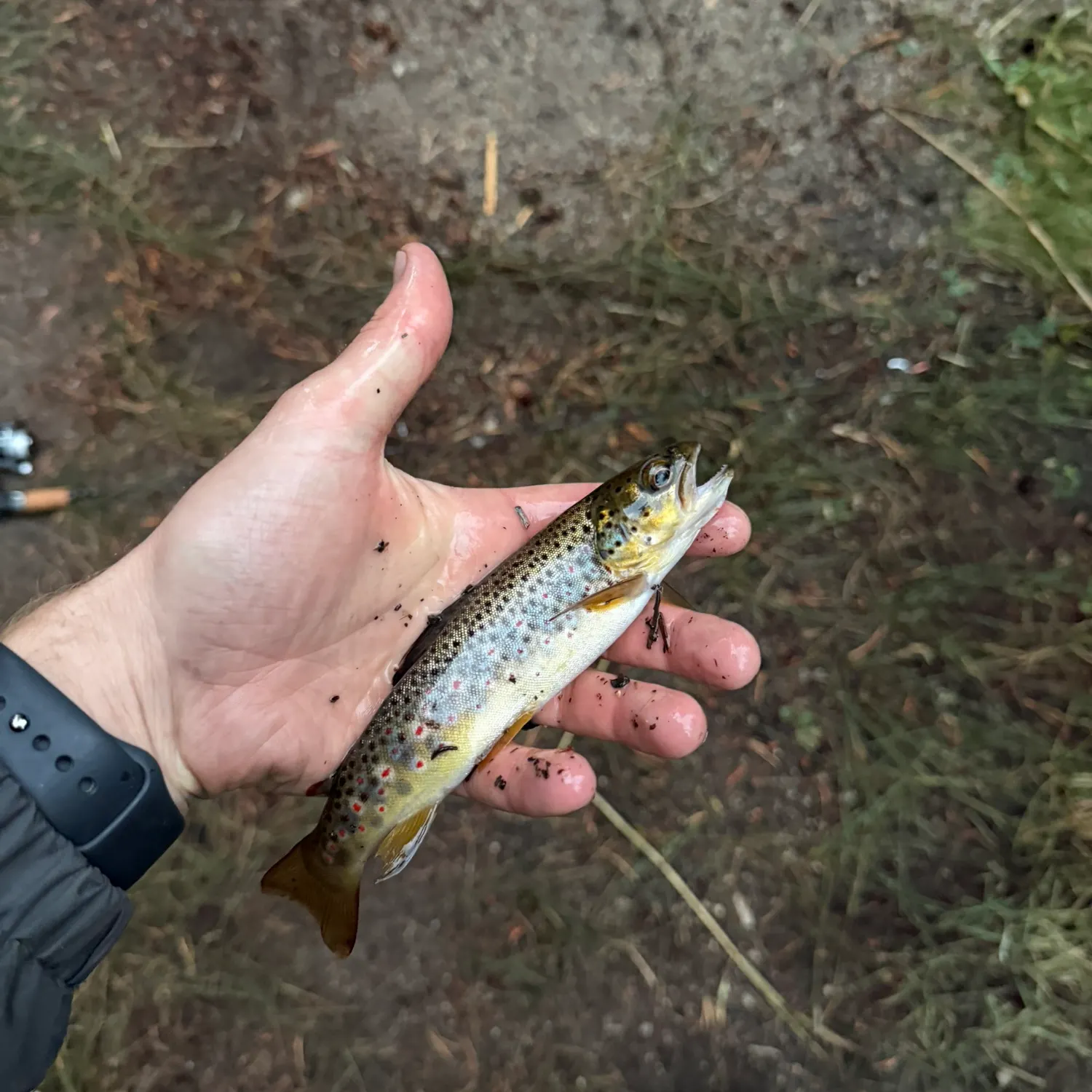 Brown trout caught on Fishbrain
